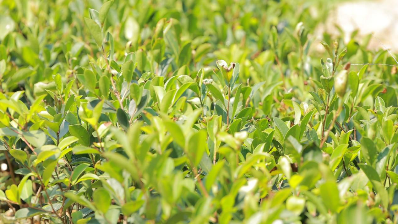 图片10.png 图片10.png